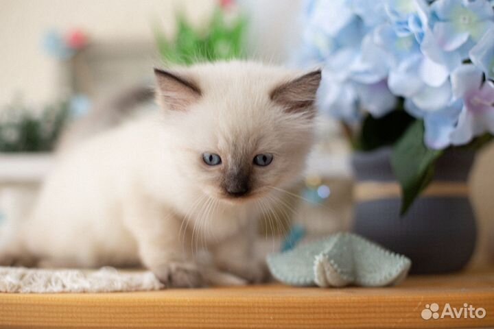 Невские маскарадные котята в спб