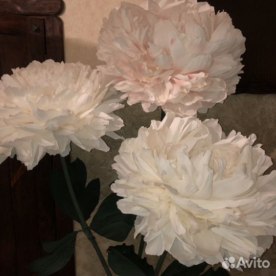 Пионы ростовые