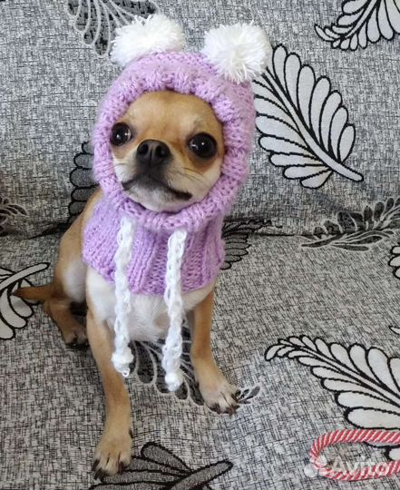 Шапочки для собак