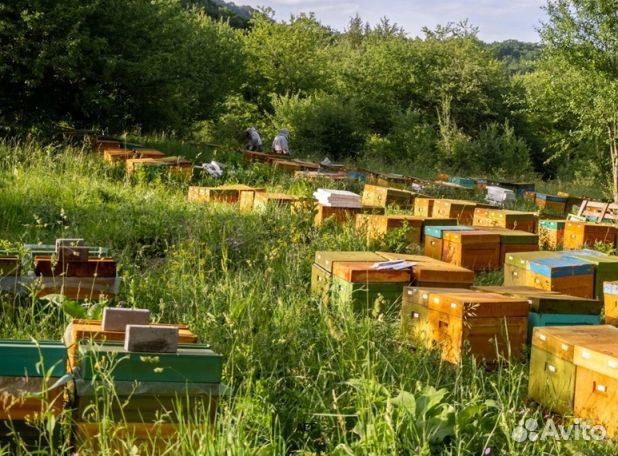 Мед 2024 года Алтайский опт