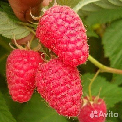 Ремонтантная малина корни