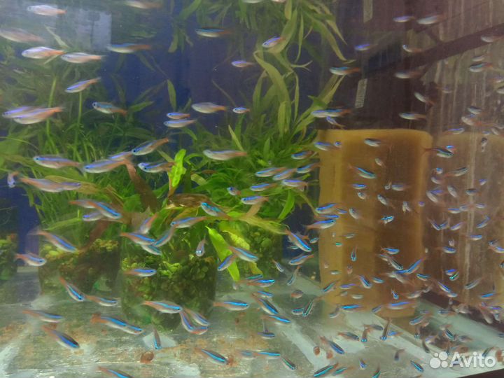 Аквариумные рыбки