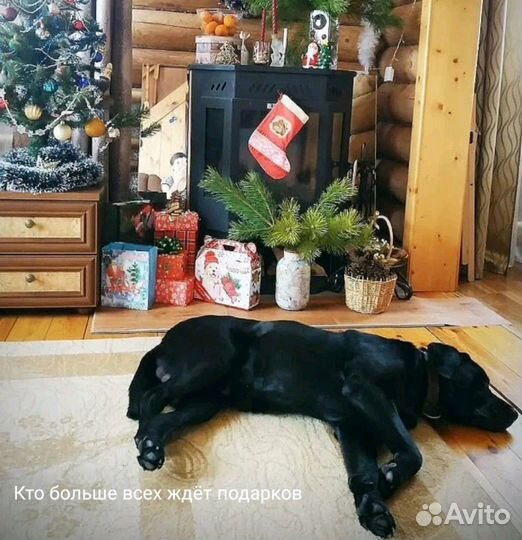 Лабрадор вязка