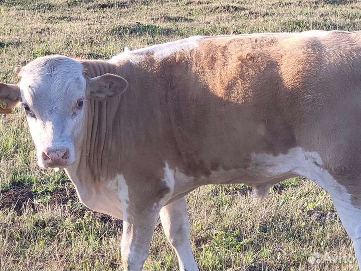 Коровы, быки