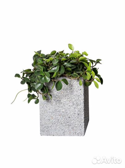 Кашпо из бетона в наличии и под заказ