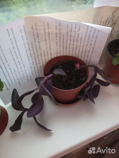 Продам цветы комнатные