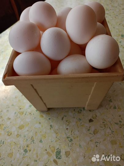 Домашние куриные яйца