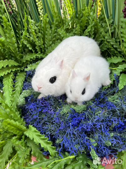 Хотот чистопородный карликовый (короткие ушки)