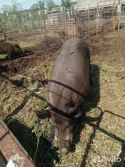 Продам кабанов возраст 3 месяца.Сикач 6лет