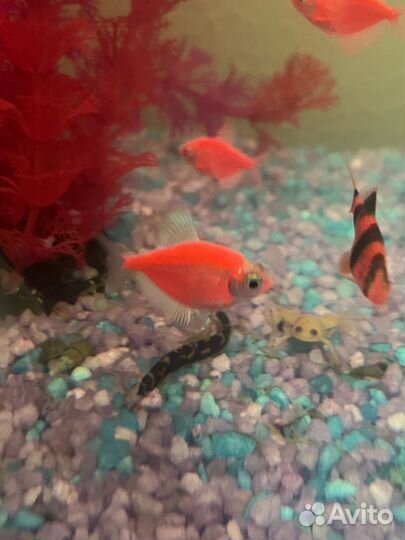Аквариум с рыбками