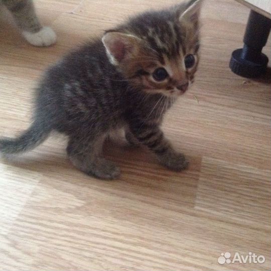 Котика в добрые руки