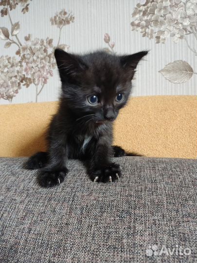 Малыши ищут дом 2 парня и одна девчонка