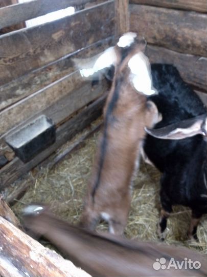 Сельхоз животные