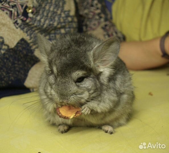 Шиншилла ангора, девочка, 5 месяцев