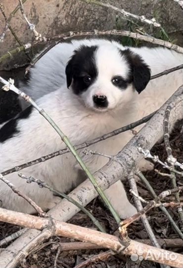 Щенки в добрые руки