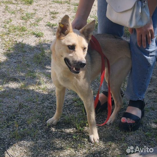 Собака в добрые руки