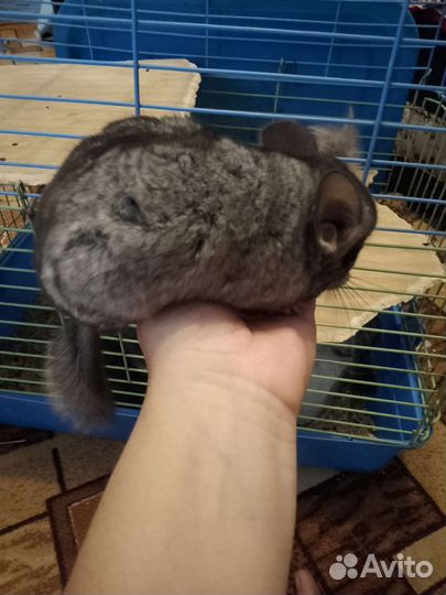 Шиншилла малыши