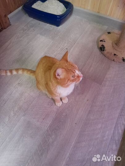 Отдать в хорошие руки