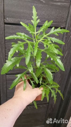 Каланхоэ оленьи рожки