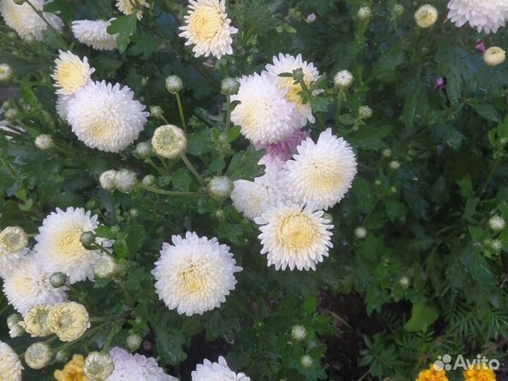 Хризантема