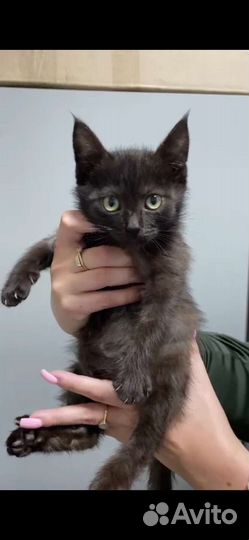 Мальчик 2 мес