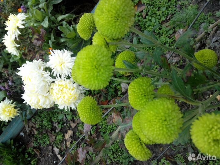 Хризантемы