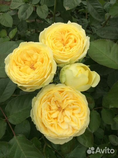 Саженцы Спрей Розы Каталина