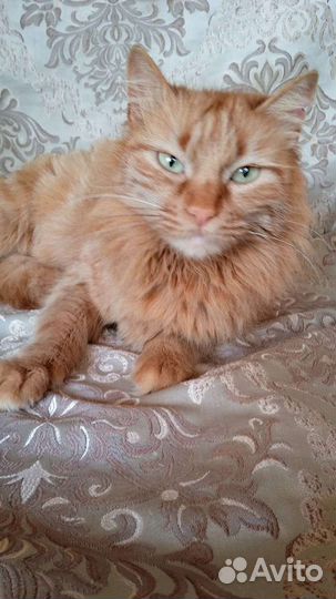 В добрые руки