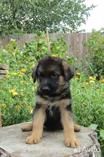 Чистопородные щенки из питомника