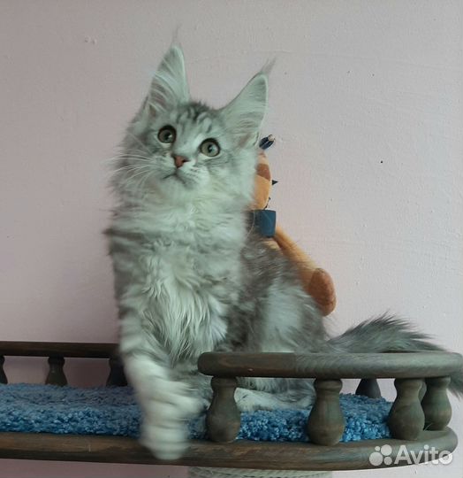 Котик ns22, шадет линии, полидакт 66/66