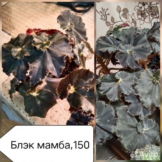 Комнатные растения цветы