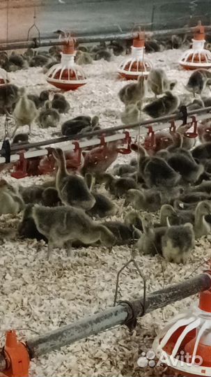 Гуси подрощенные