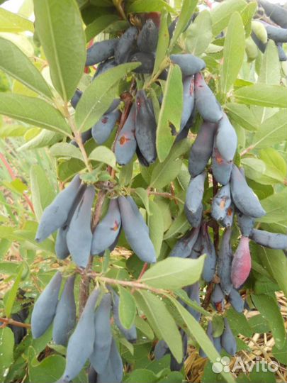 Жимолость Бакчарская саженцы