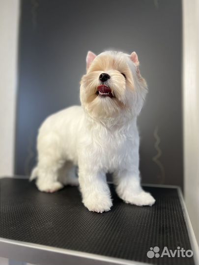 Белый йорк (девочка, стандарт)