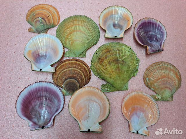 Ракушки гребешка морские раковины