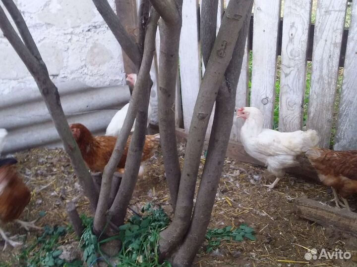 Куры несушки ломан браун