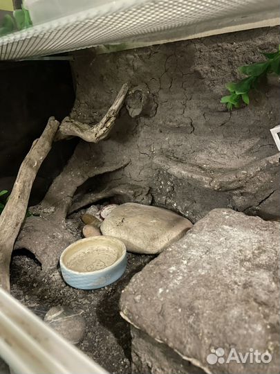 Террариум для эублефара