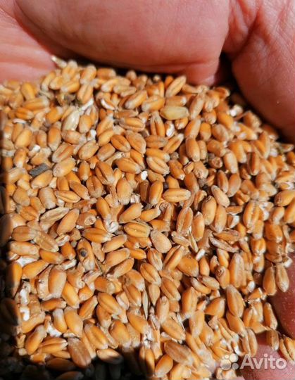 Пшеница озимая, Ячмень озимый корма