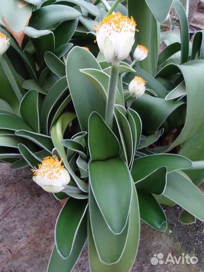 Гемантус белоцветковый