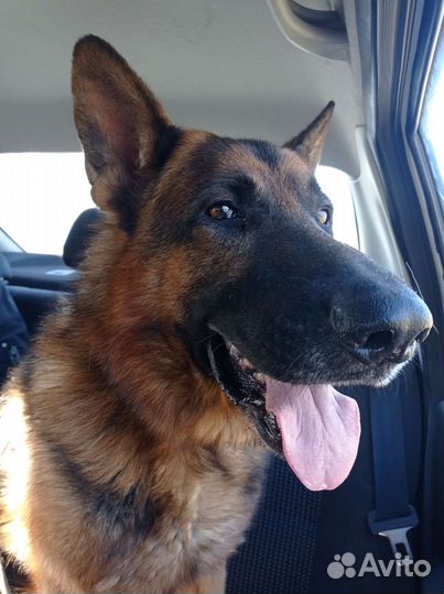 Немецкая овчарка