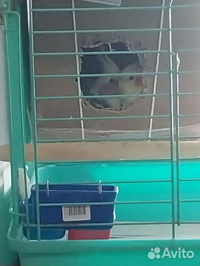 Попугай карелла пара