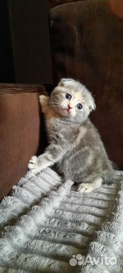 Котодетки