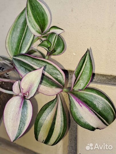 Традесканции сортовые