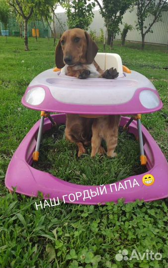 Такса щенки