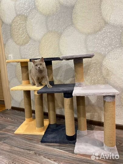 Когтеточка для кошек новая