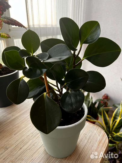 Пеперомия комнатное растение