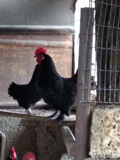 Инкубационные яйца карликовых кур и уток