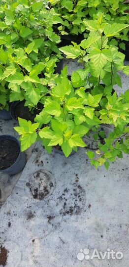 Пузыреплодник