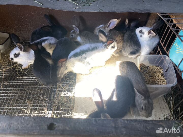 Крольчата