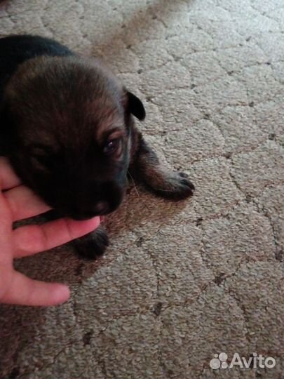 Отдам бесплатно щенков